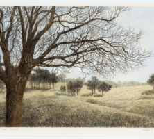 Large Oak Tree