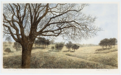 Large Oak Tree