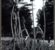 Rampant Dandelion