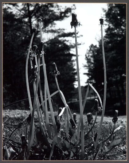 Rampant Dandelion