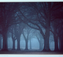 Trees in Fog—Chastain Park