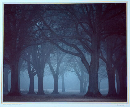 Trees in Fog—Chastain Park