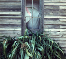 Window and Weeds