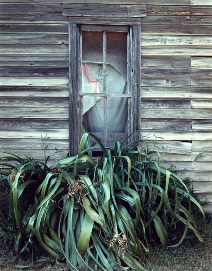 Window and Weeds