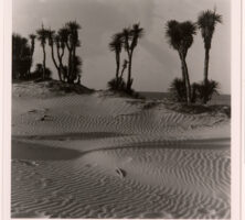 Yucca on South Beach