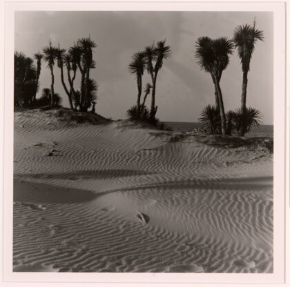 Yucca on South Beach