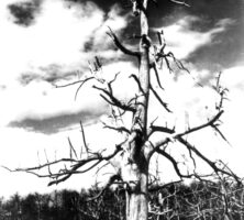Dead Chestnut Tree