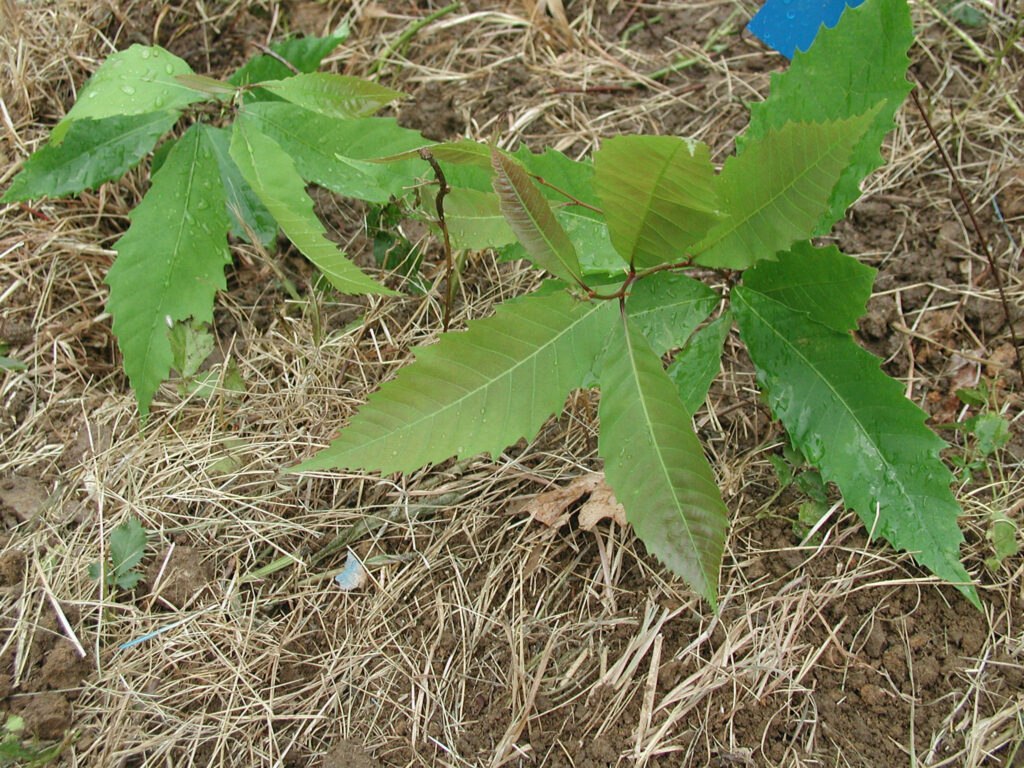 Chestnut Seedlings