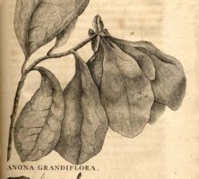 Anona Grandiflora