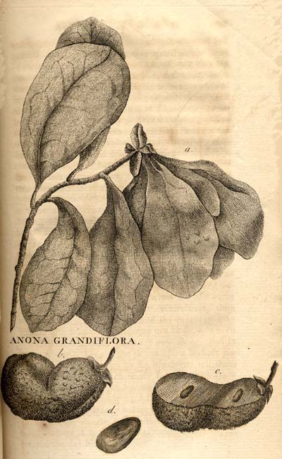 Anona Grandiflora