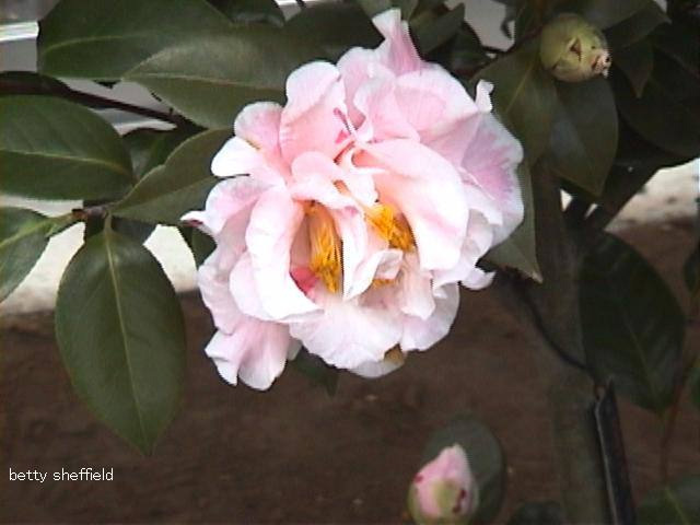 Betty Sheffield Camellia