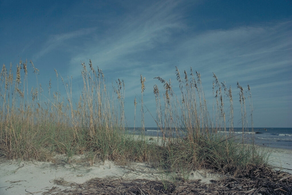 Sea Oats on Blackbeard Island