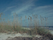 Sea Oats on Blackbeard Island