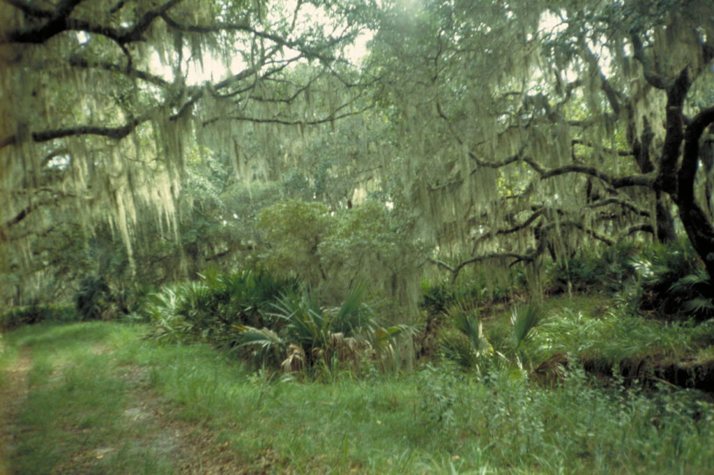 Live Oaks on Blackbeard Island