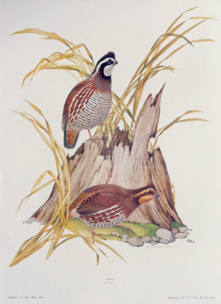 Bobwhite