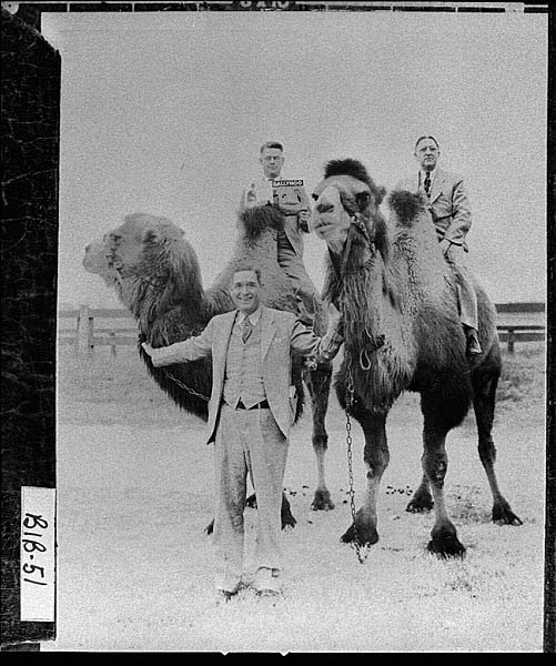 Circus Animals, Macon