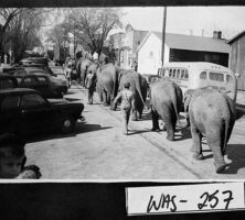 Circus Elephants, Sandersville