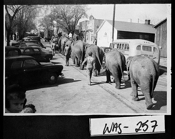 Circus Elephants, Sandersville