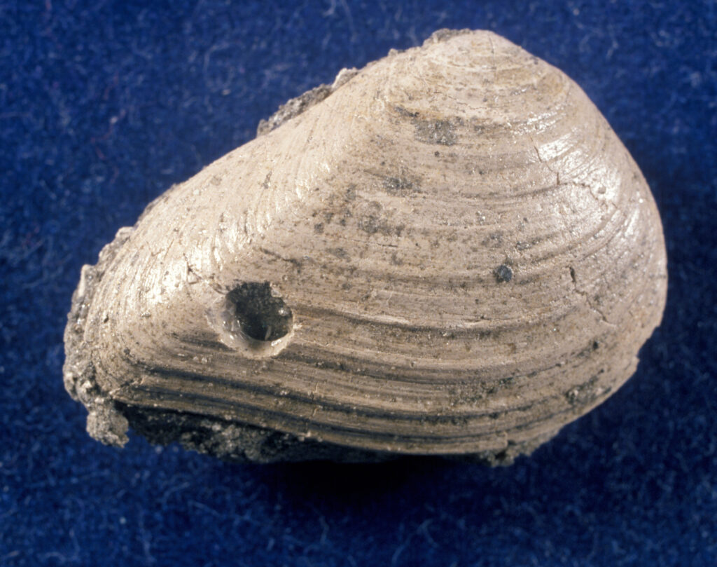 Late Cretaceous Clam