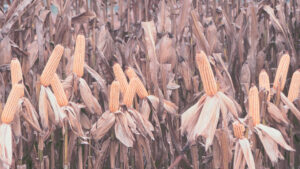 Grains and Corn