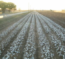 Cotton Crop