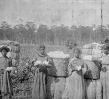 Women in Cotton Field