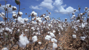 Genetics of Cotton