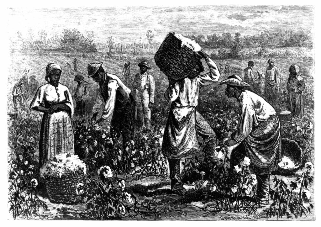 Enslaved Laborers in Cotton Field