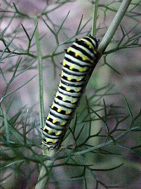 Swallowtail Caterpillar