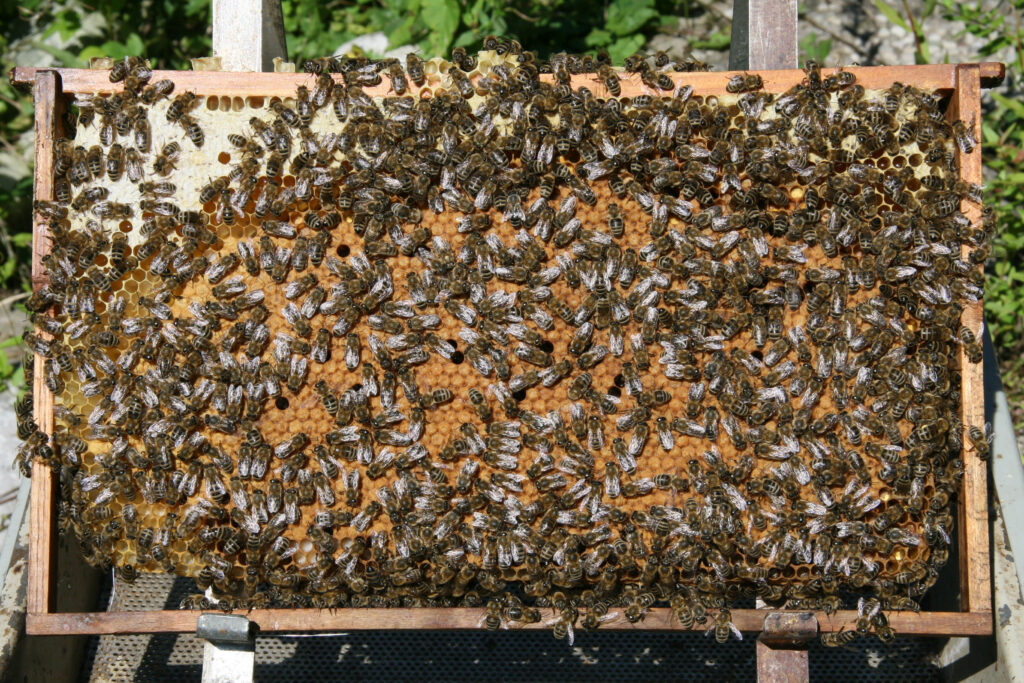 European Honeybees