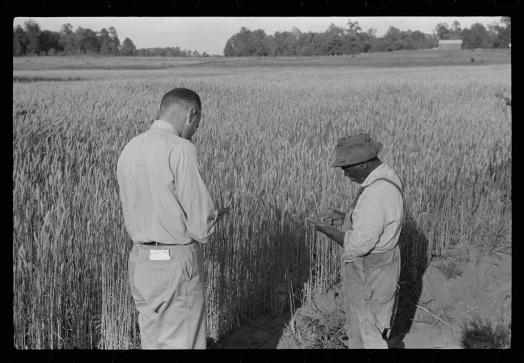 Wheat Field