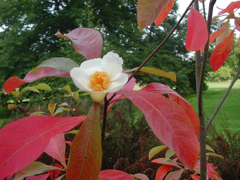 Franklin Tree Flower