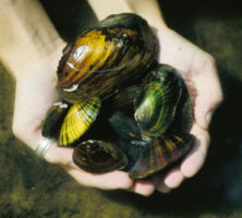 Freshwater Mussels
