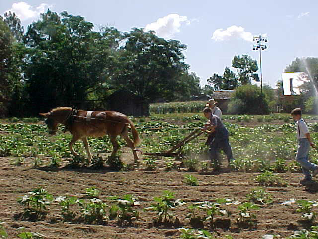 Mule Plowing