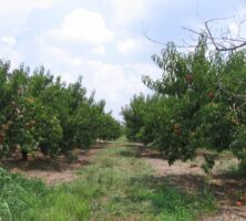 Georgia Peach Orchard