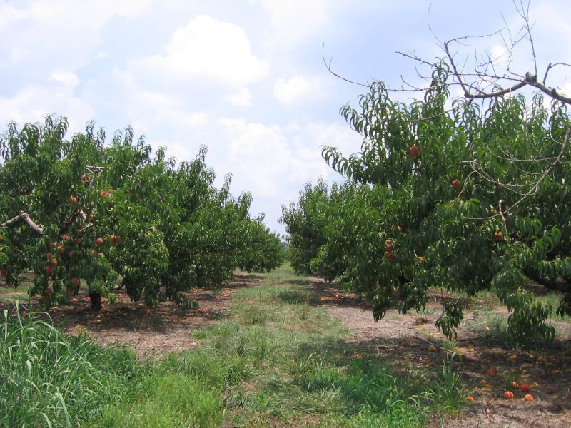 Georgia Peach Orchard