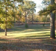 Color photograph of trees in Atlanta's Grant Park