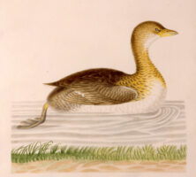 Grebe, Didapper, or Water Witch