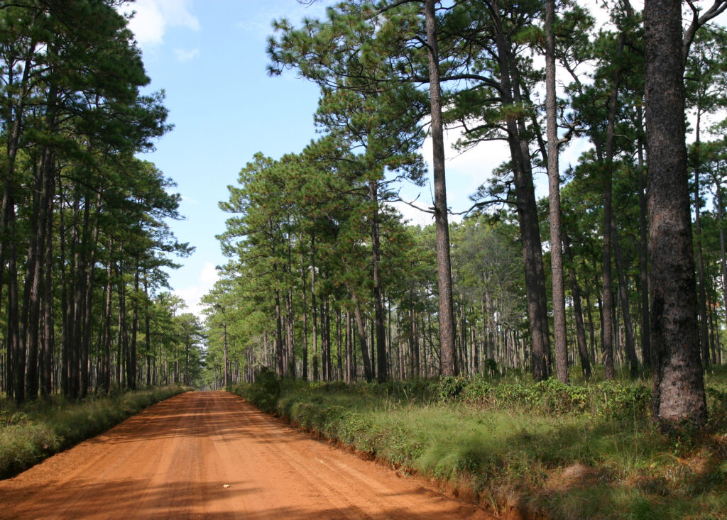 Longleaf Pines