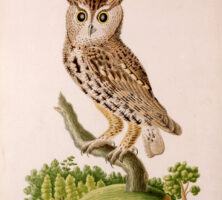 Little Horn Owl or Screech Owl