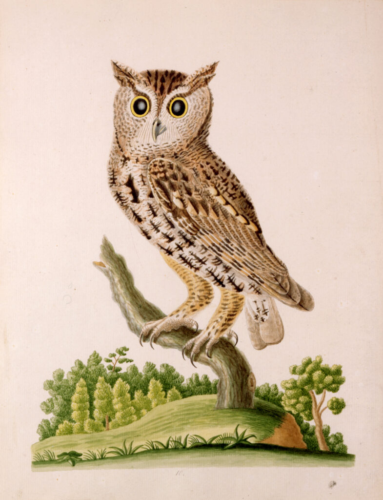 Little Horn Owl or Screech Owl