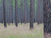 Longleaf Pine and Wiregrass