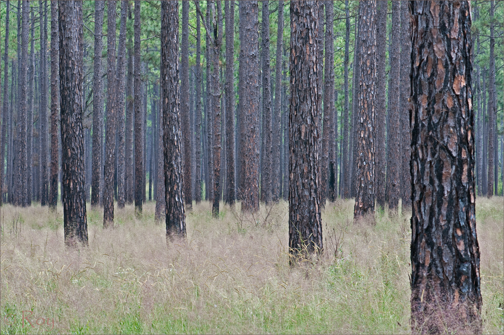 Longleaf Pine and Wiregrass