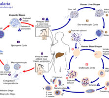 Malaria Life Cycle