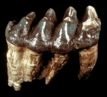 Mastodon Tooth