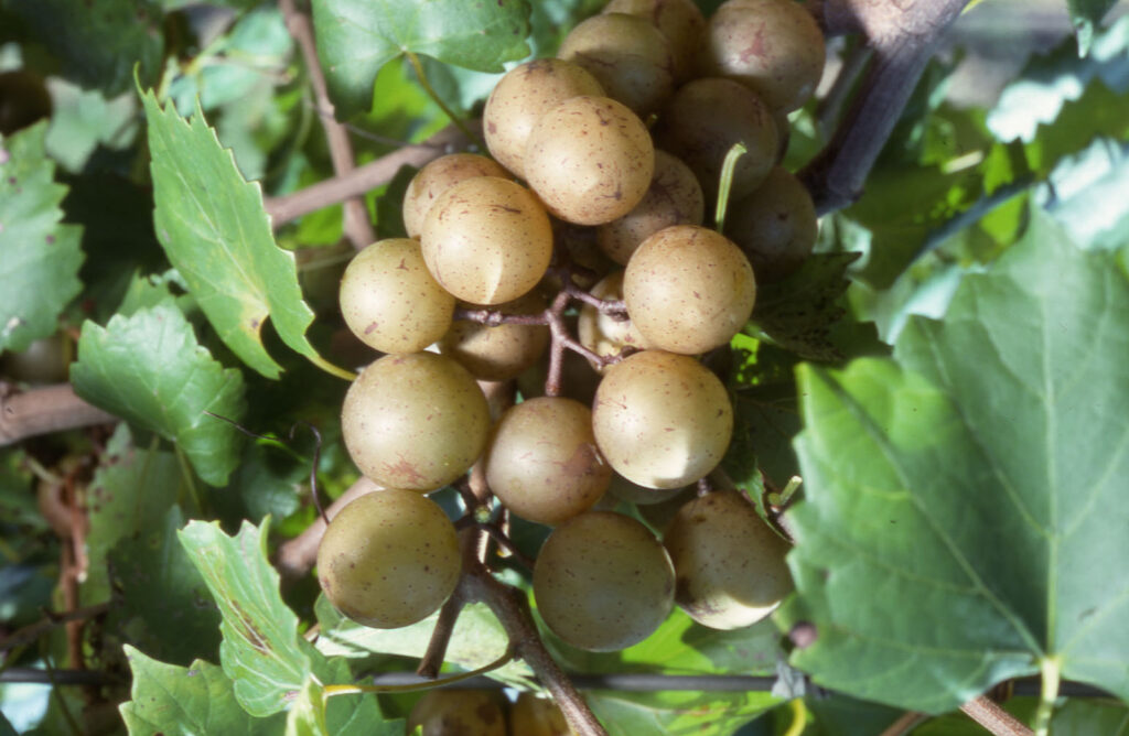 Muscadine Grapes