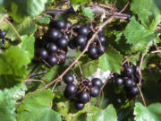 Muscadine Grapes