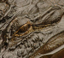 Okefenokee Swamp Alligator