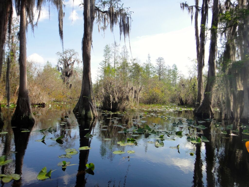 Okefenokee Swamp Flora