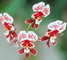 Oncidium Hybrid Orchid